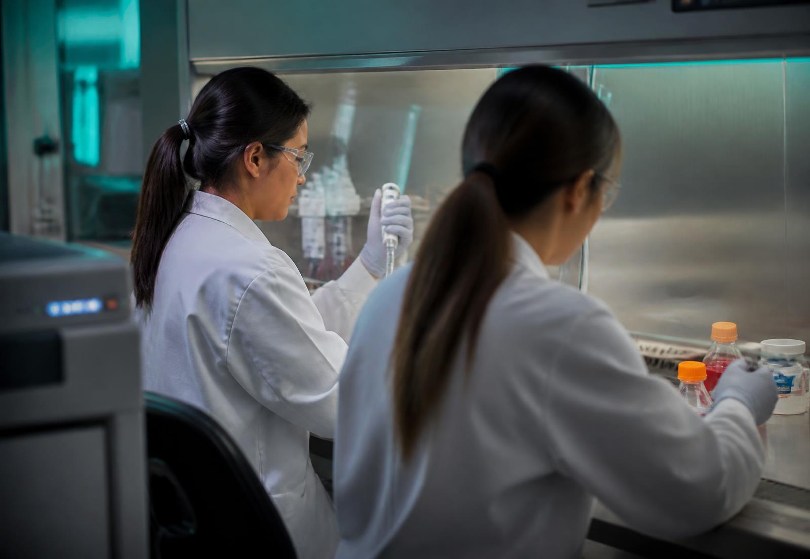 Two researchers working at a biosafety cabinet with cell culture flasks